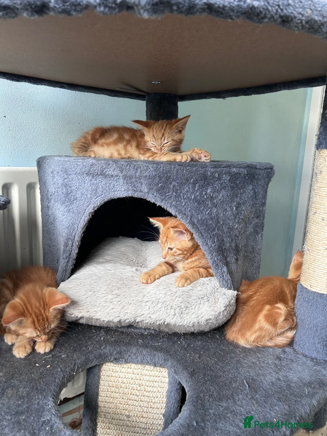 Mixed Breed cats for sale: Four beautiful all ginger kittens  - Advert 1