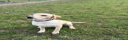 Labrador Retriever dogs for sale: 8 month old dog  - Advert 3
