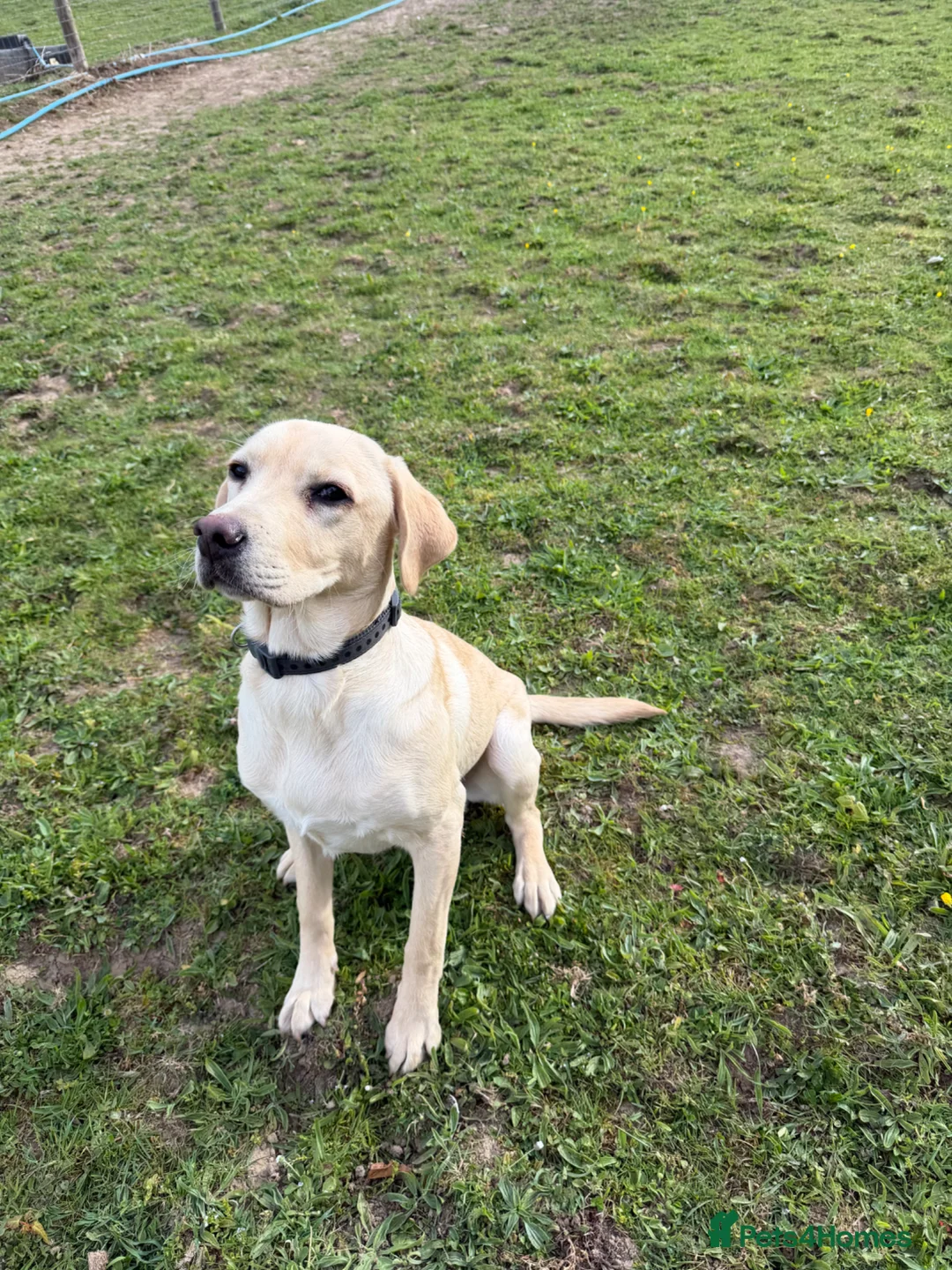 Labrador Retriever dogs for sale: 8 month old dog  - Advert 3