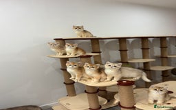 British Shorthair cats for sale: British Shorthair Golden kittens    - Image 10