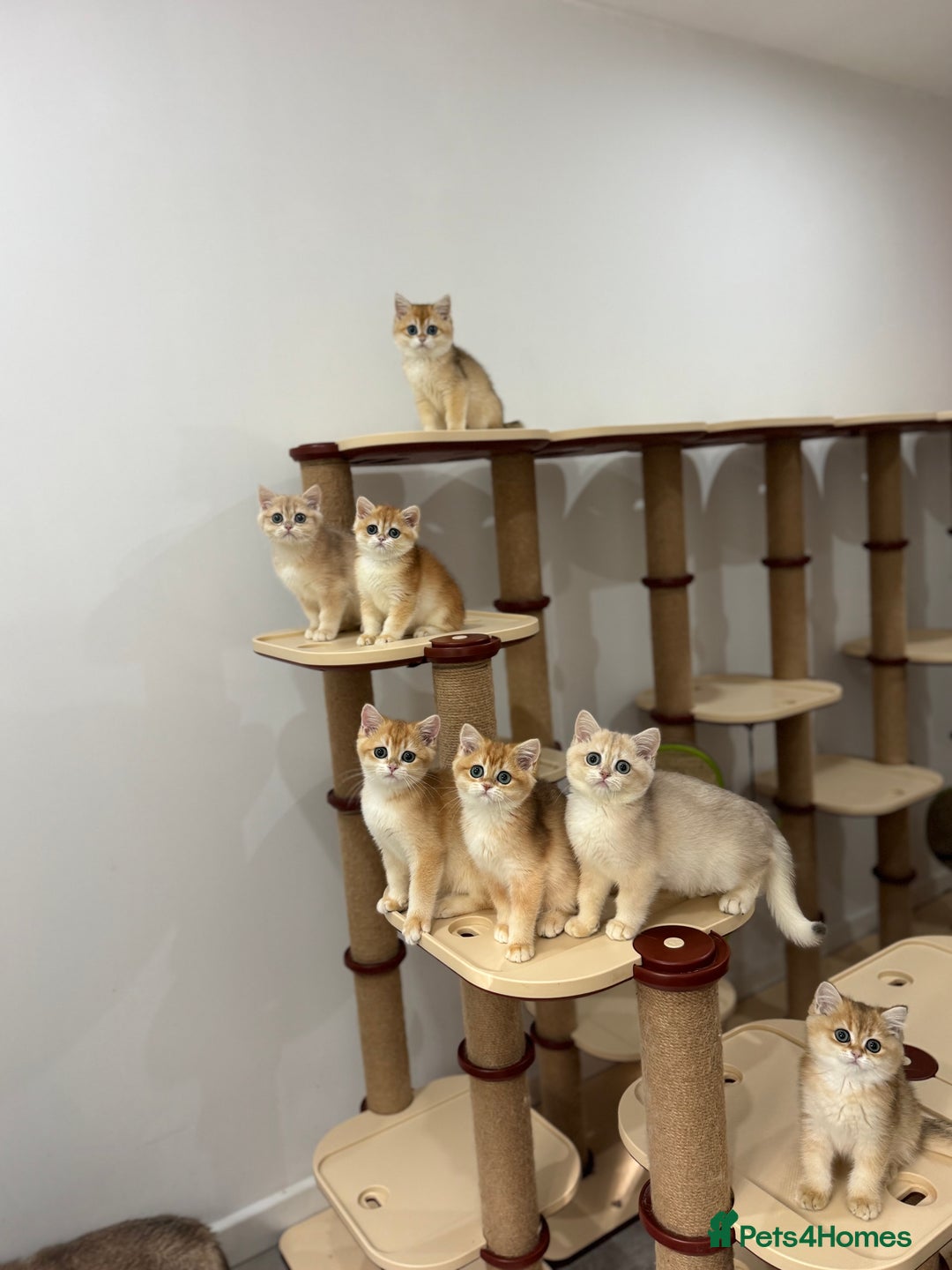 British Shorthair cats for sale: British Shorthair Golden kittens    - Image 10