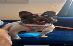 French Bulldog dogs for sale: stunning pups ready to leave  - Image 8