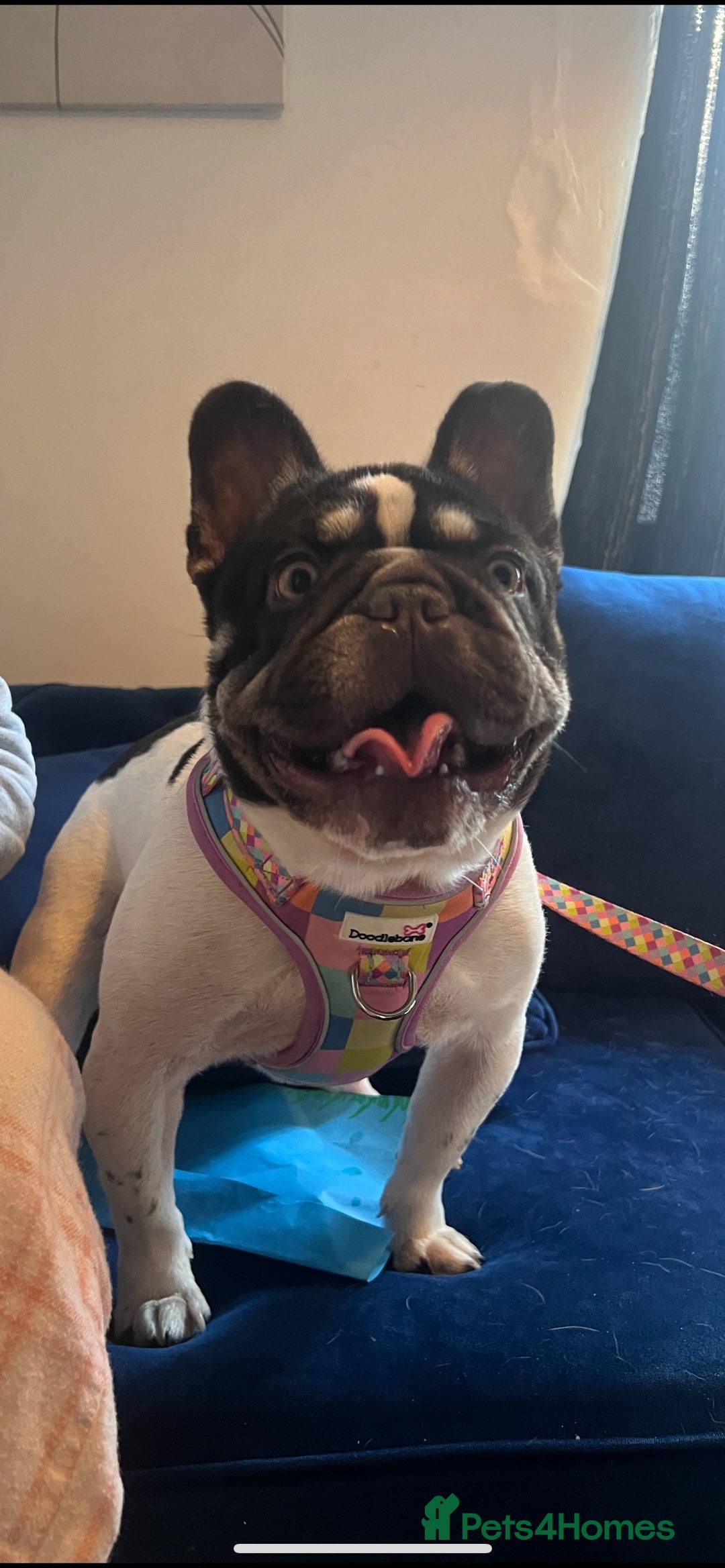 French Bulldog dogs for sale: stunning pups ready to leave  - Image 8