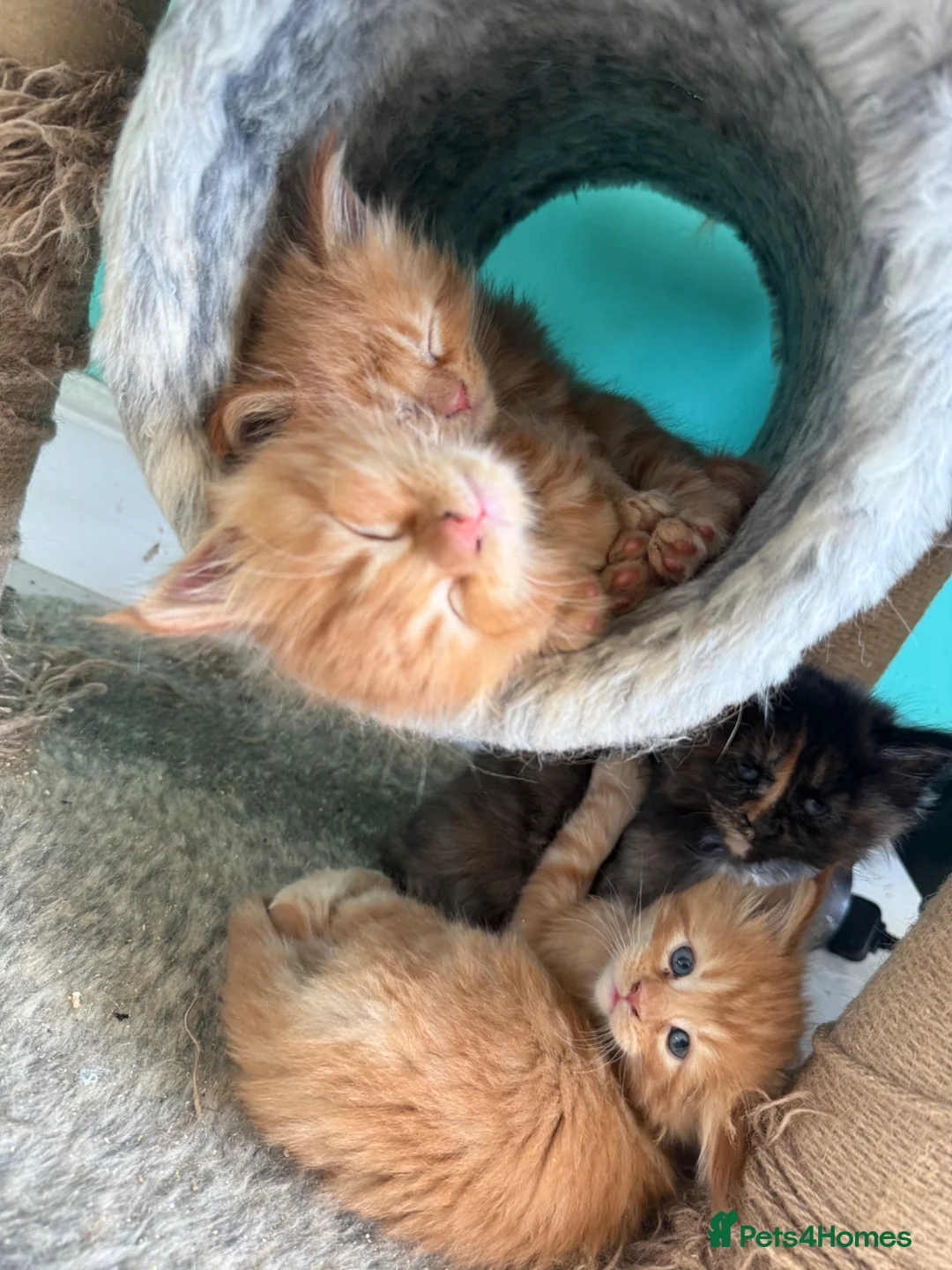 Maine Coon cats for sale: Beautiful mainecoon kittens  - Advert 1
