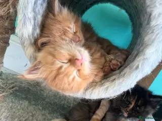 Maine Coon cats Beautiful mainecoon kittens - Advert 1