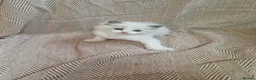 Ragdoll cats for sale: ✨️Stunning Pedigree Ragdoll Kitten ✨️ - Advert 10