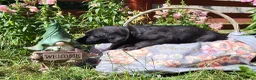 Springador dogs for sale: 6 beautiful springador Puppies fo4 sale - Advert 24