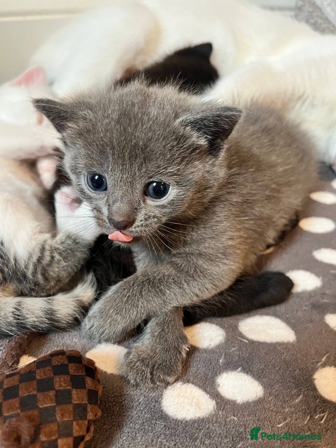 Mixed Breed cats for sale: Gorgeous White/Tabby Kitten   - Image 6