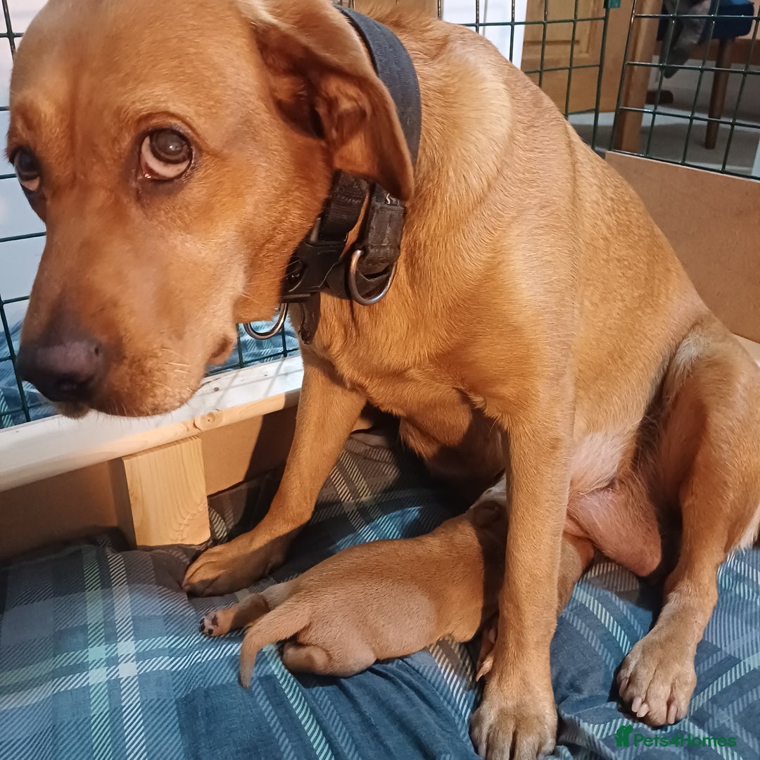 Labrador Retriever dogs for sale: KC Registered Fox Red Labrador Puppies - Advert 6