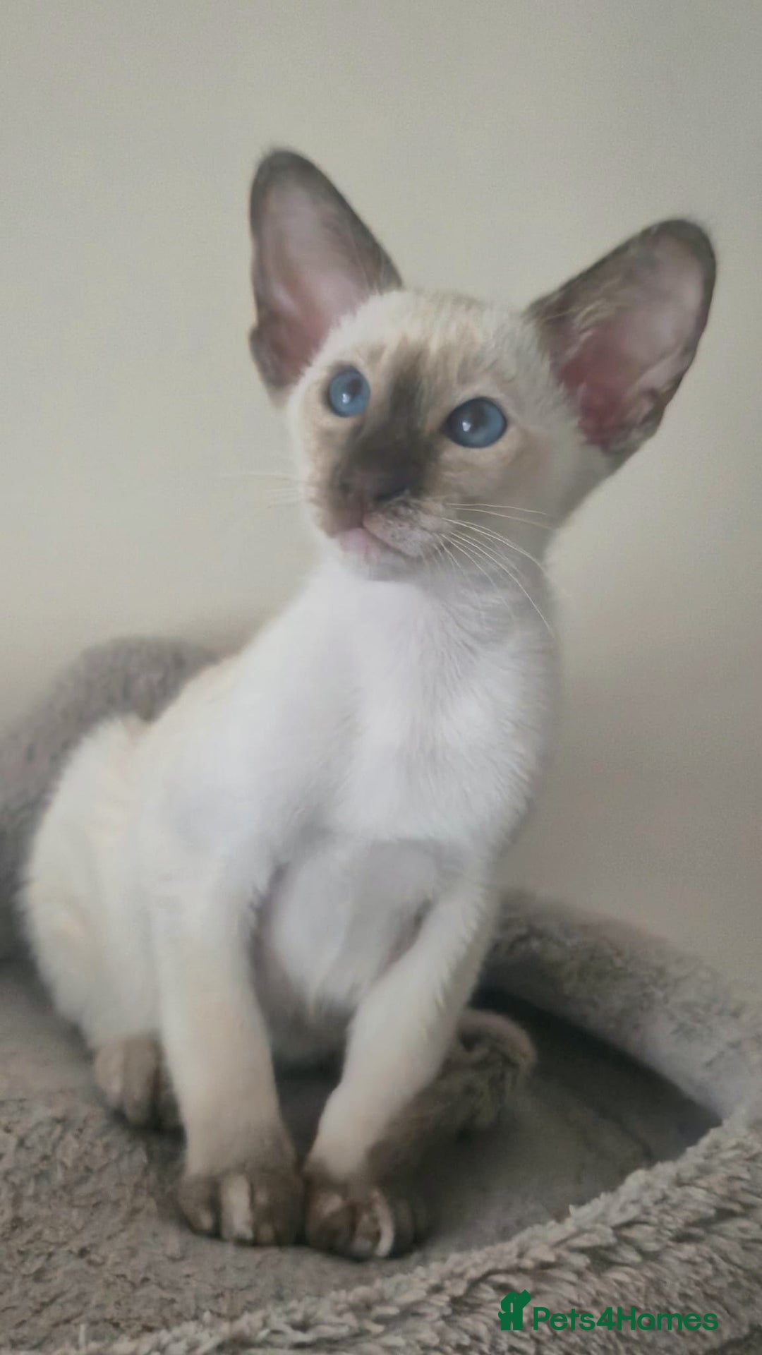 Siamese cats for sale: GCCF Registered Chocolate Tortie Siamese Girl. - Advert 9