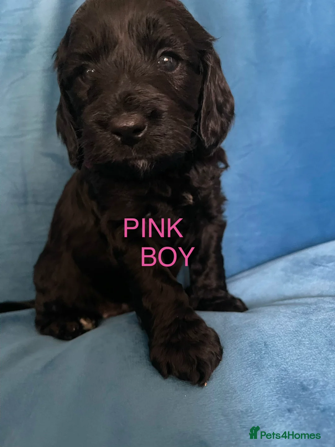 Cockapoo dogs for sale: Beautiful F1 Cockapoo puppies - Advert 39