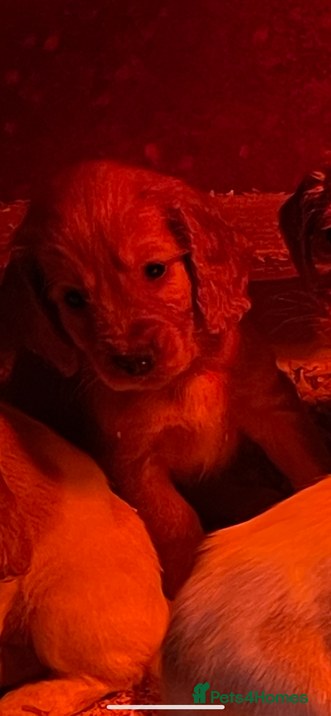 Cocker Spaniel dogs for sale: Cocker Spaniel Puppies - Advert 4