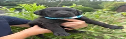Labrador Retriever dogs for sale: Beautiful KC Black Labrador Retriever Puppies  - Advert 23