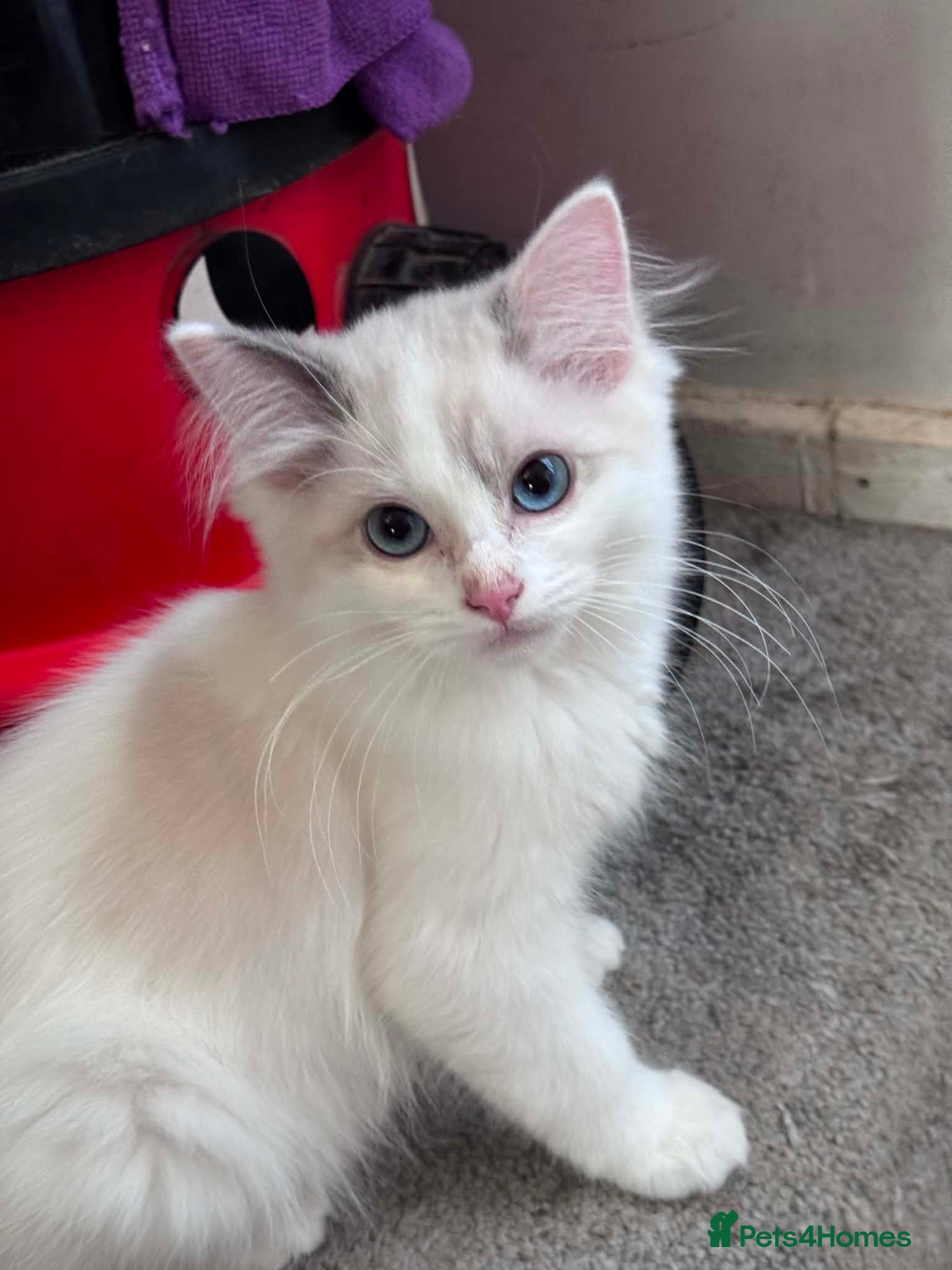 Ragdoll cats Beautiful Ragdoll kittens  - Advert 2