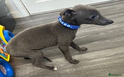 Whippet dogs for sale: Whippets for sale - Image 8