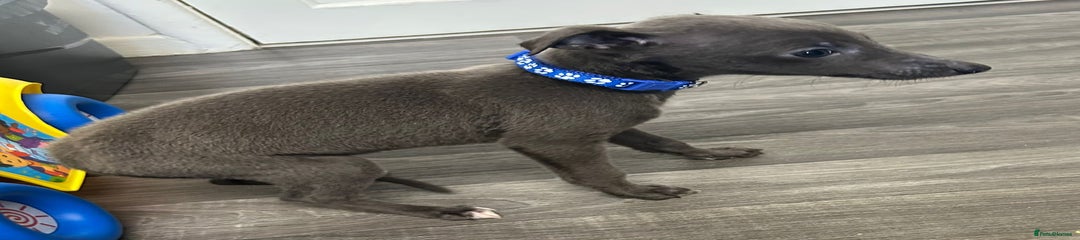 Whippet Puppy 8