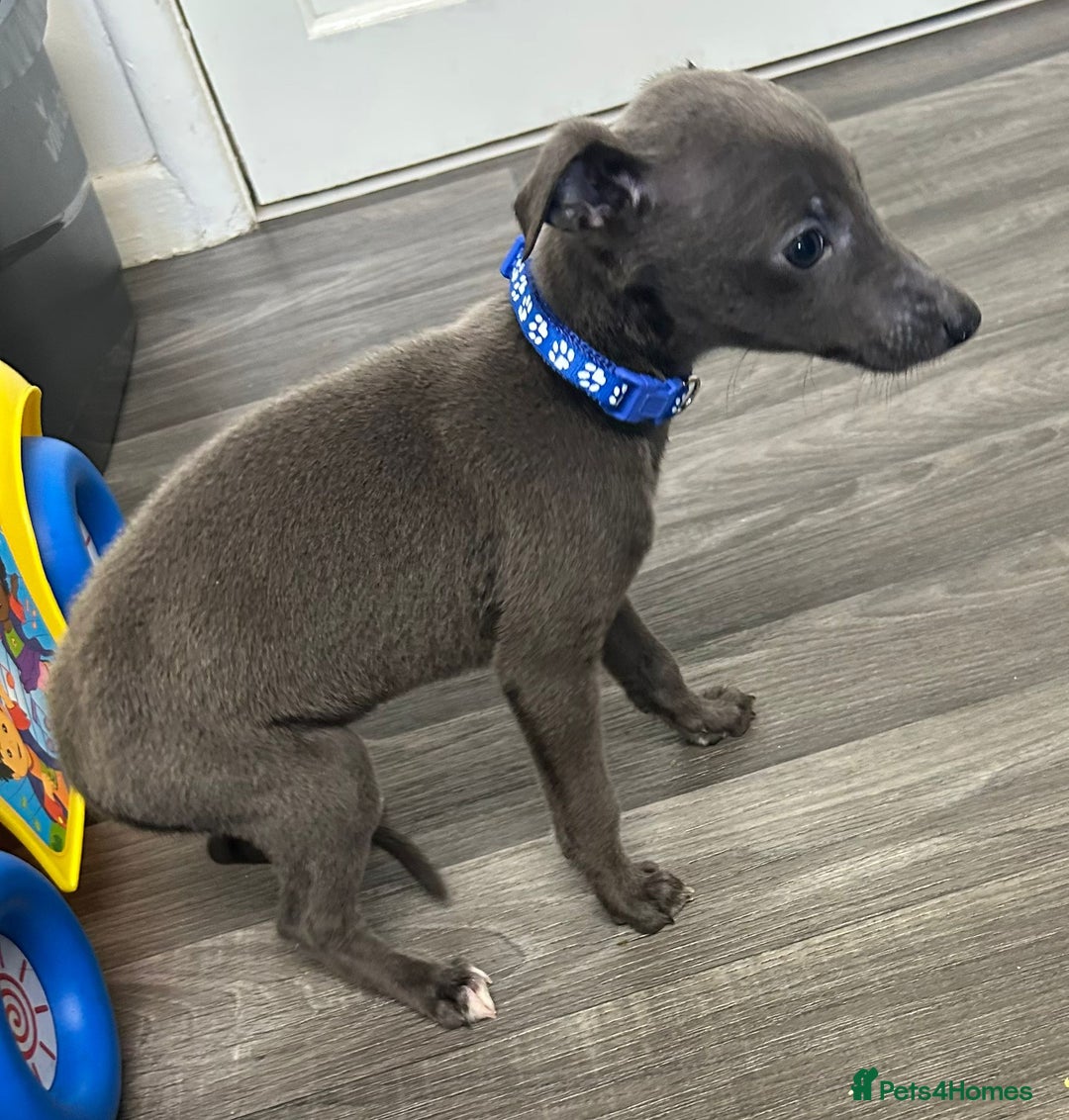 Whippet dogs for sale: Whippets for sale - Image 8