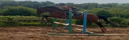 Irish Thoroughbred horses for sale: Fanta ! Looking for a new best friend to have fun  - Advert 4