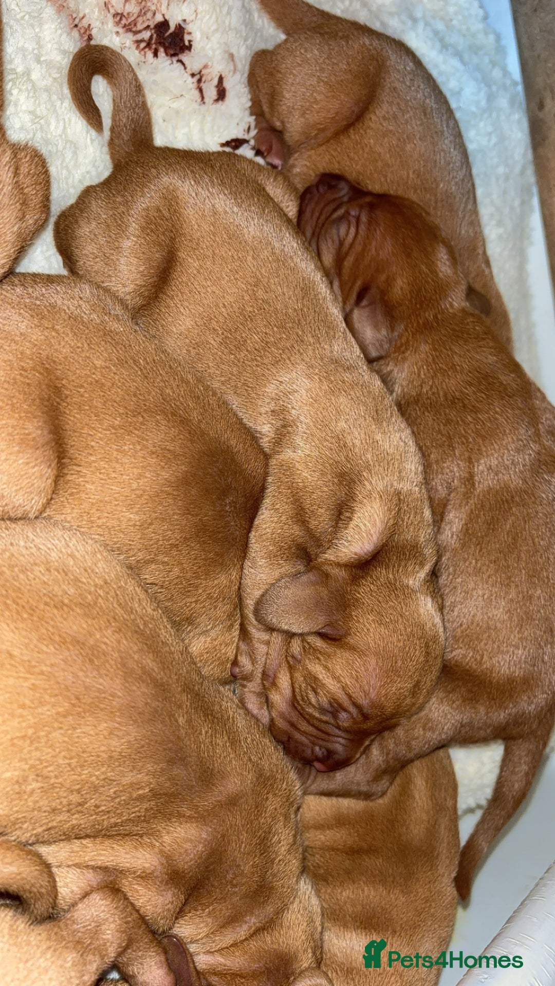 Hungarian Vizsla dogs for sale: Ready to leave KC Registered Vizsla Puppy  - Advert 11