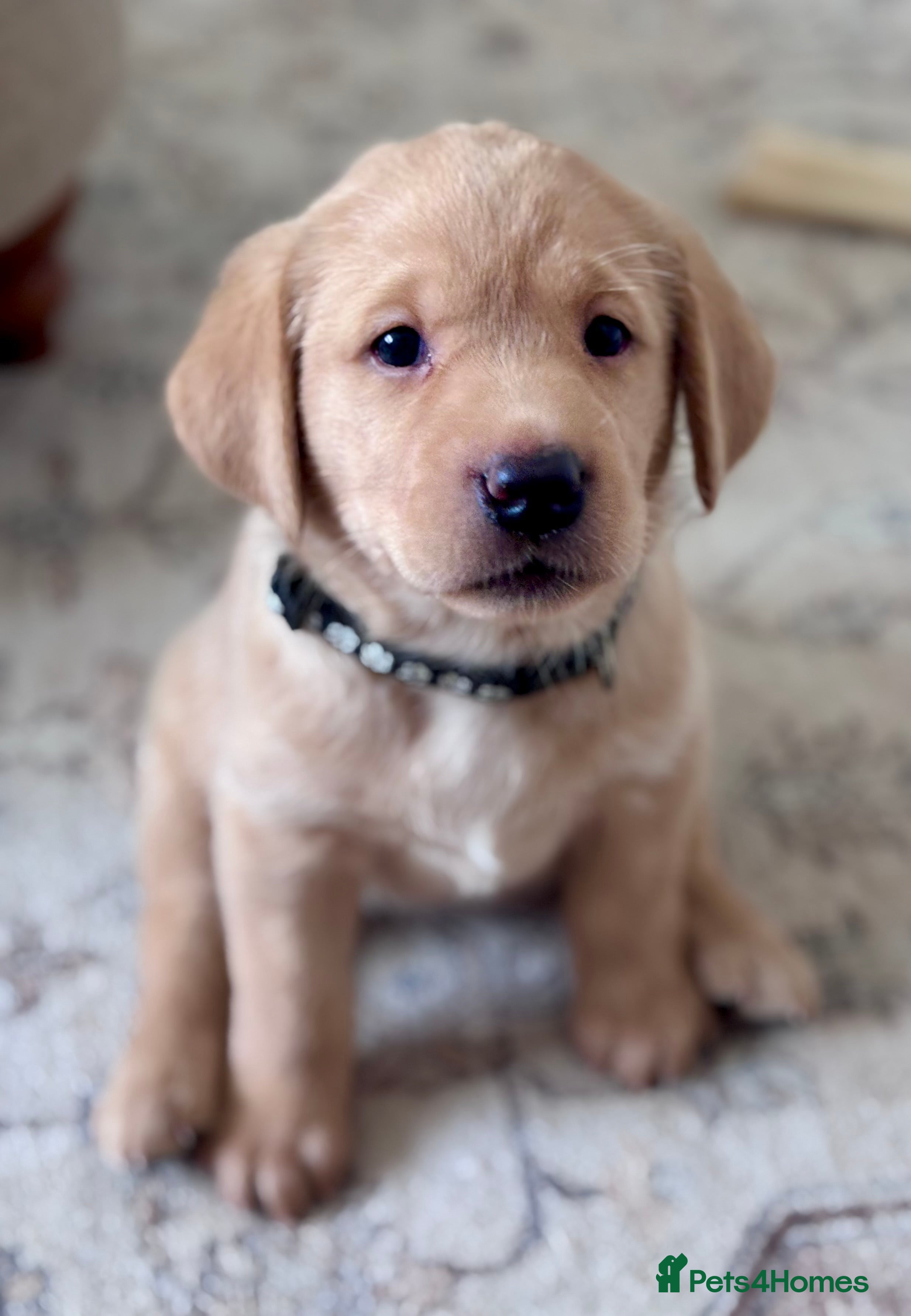 Labrador Retriever dogs Chunky yellow Labrador pups  - Advert 13