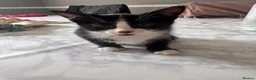 Mixed Breed cats for sale: Kittens for sale in London - Advert 6