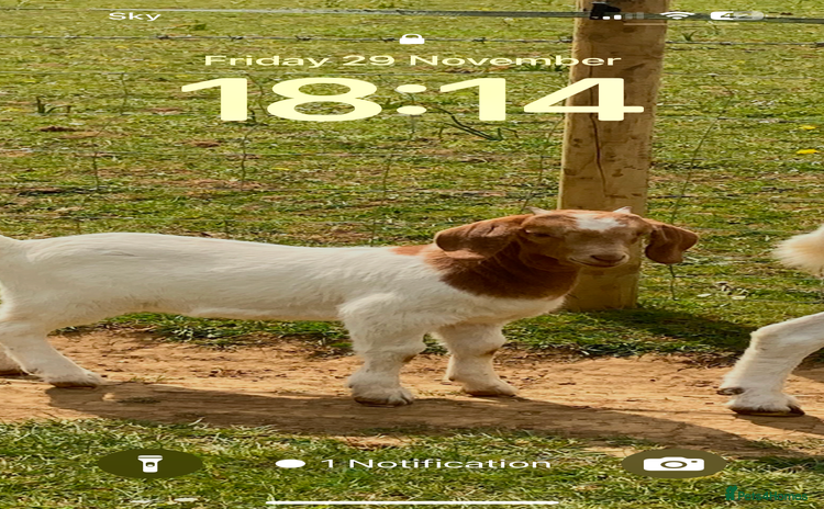 Goats livestock - Advert 3