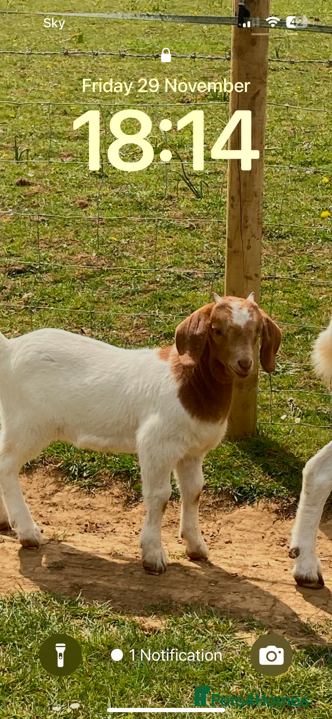 Goats livestock for sale: Boer goat kids - Image 1