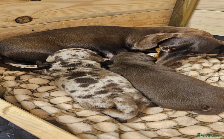 Dachshund dogs - Advert 1