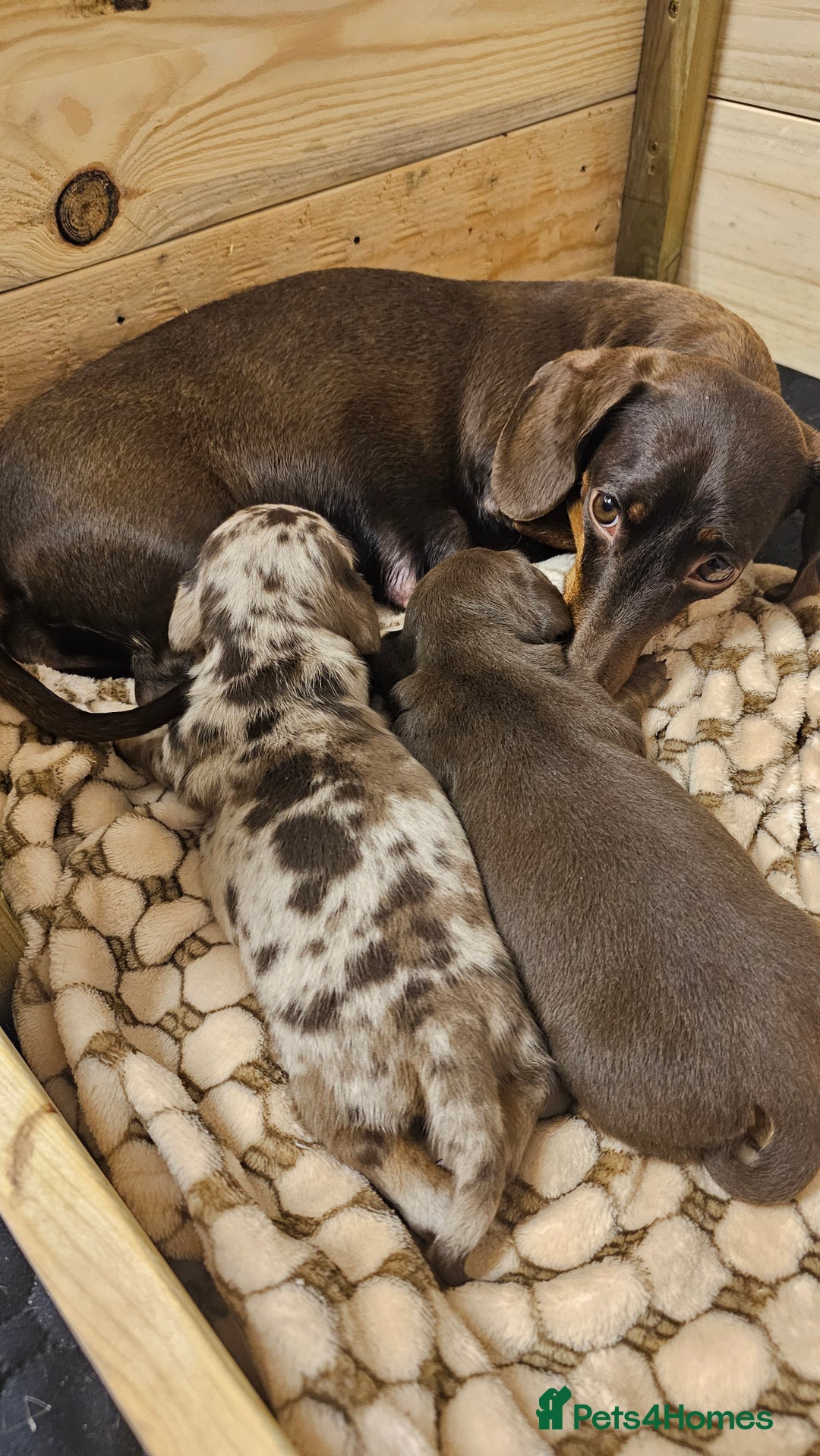 Dachshund dogs for sale: Stunning KC Registered Dachshund Puppies - Image 1