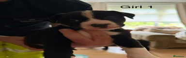 Mixed Breed 4
