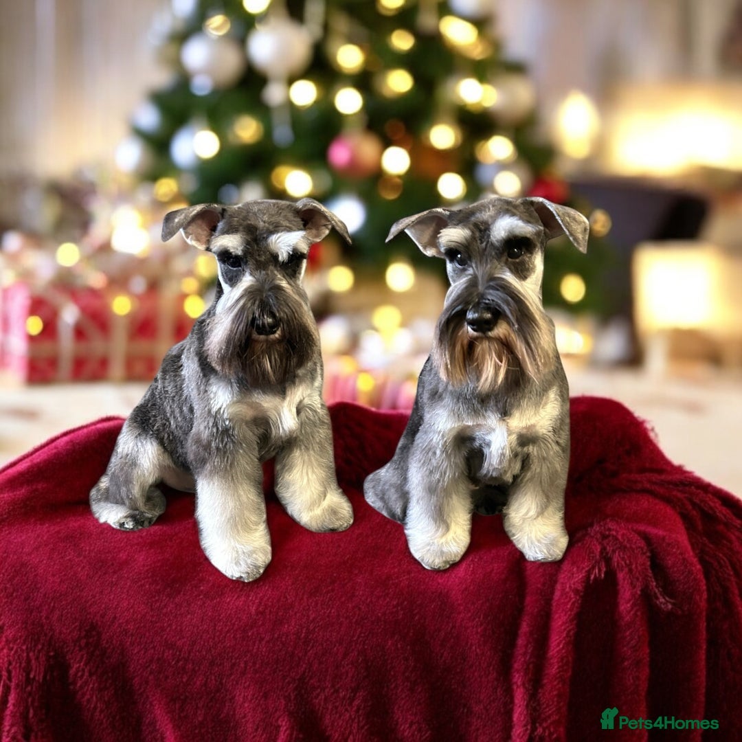 Miniature Schnauzer dogs for sale: OUTSTANDING DNA CLEAR KC MINI SCHNAUZERS - Image 7