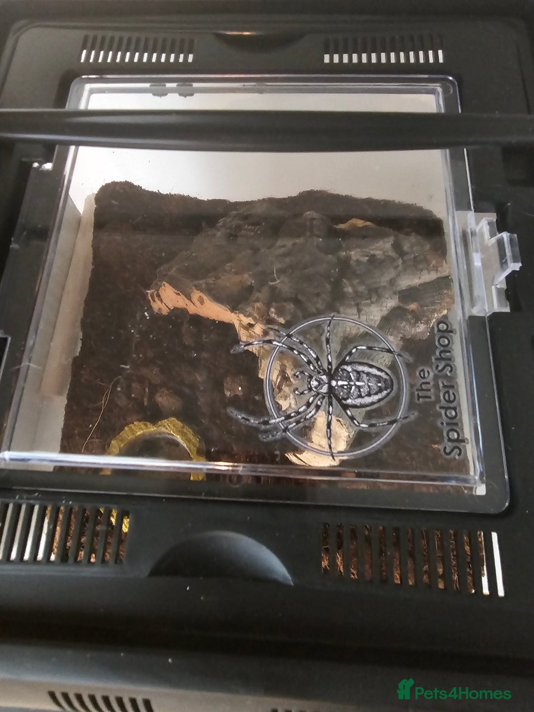 Tarantulas invertebrates for sale: Grammostola pulchripes with set up  - Image 7