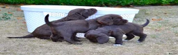 Cocker Spaniel dogs for sale: 6 Liver Cocker Spaniel Puppies - Advert 6