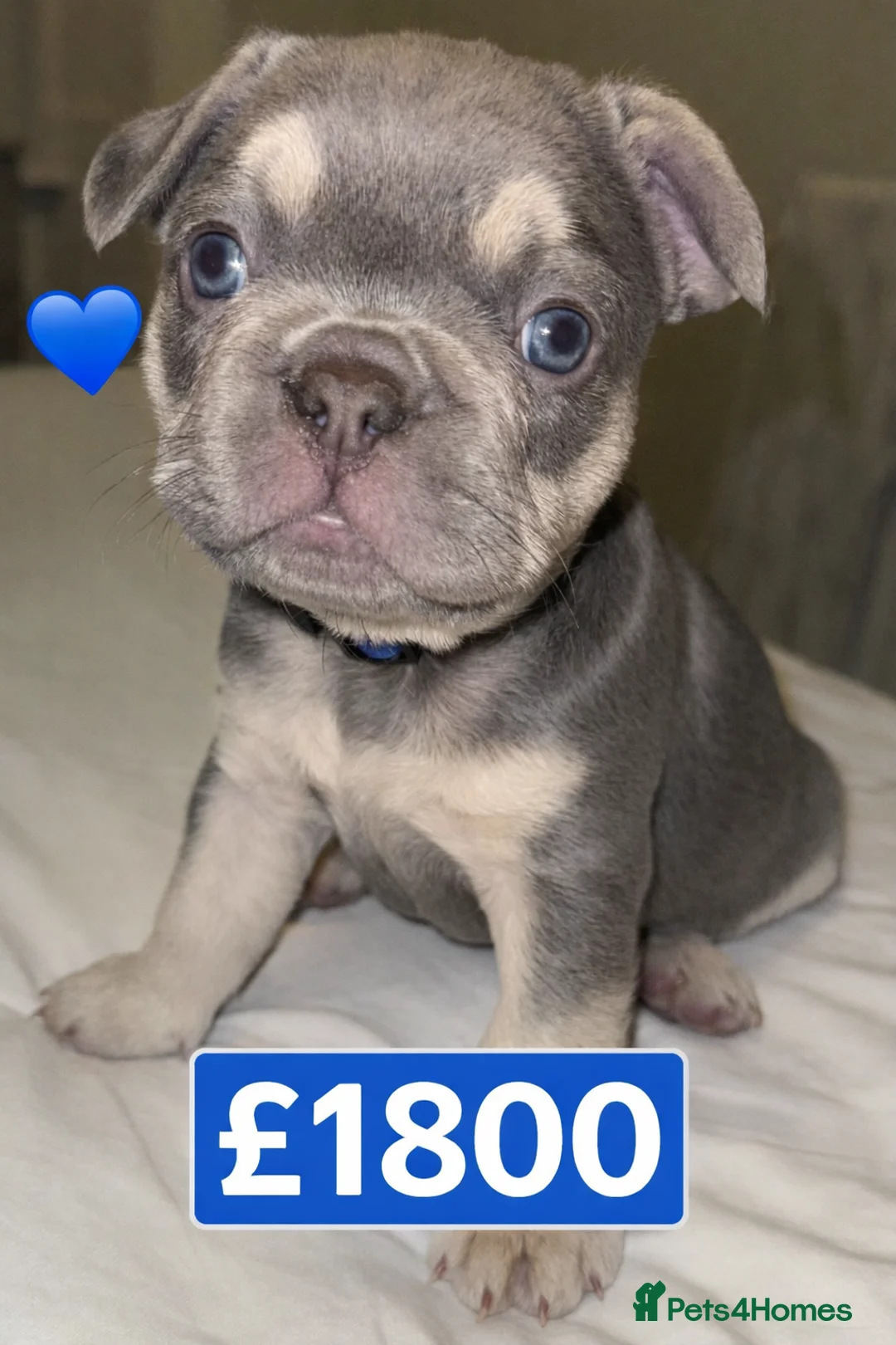French Bulldog dogs for sale: Elegant Litter of Six KC Registered French Bulldog - Advert 21