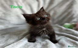 Persian cats for sale: **Last 2** Stunning litter of Persian/Ragdolls - Image 3
