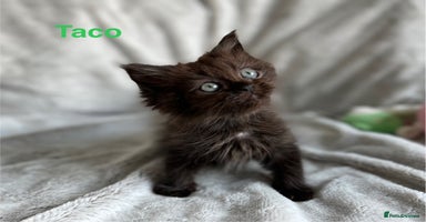 Persian cats - Advert 1