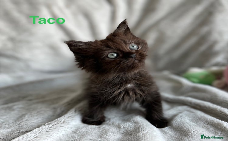 Persian cats - Advert 11
