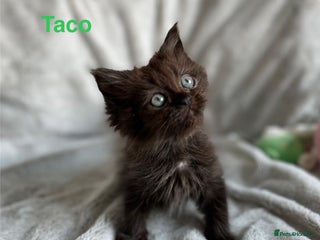 Persian cats - Advert 30