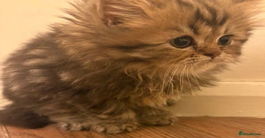 Persian cats - Advert 1