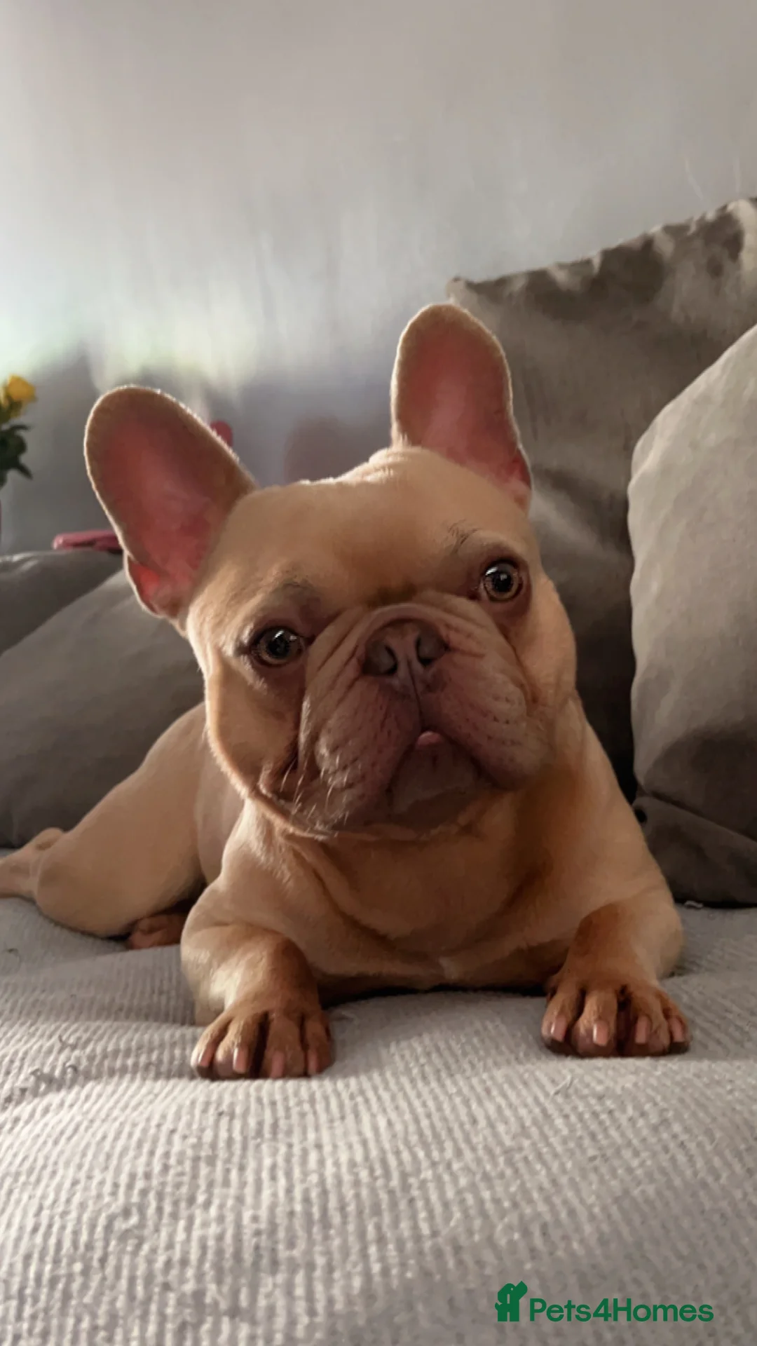 French Bulldog dogs for stud: French bulldog / stud PROVEN in West Malling - Advert 4