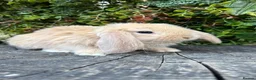 French Lop rabbits for sale: Quality pedigree French Lops - Advert 9