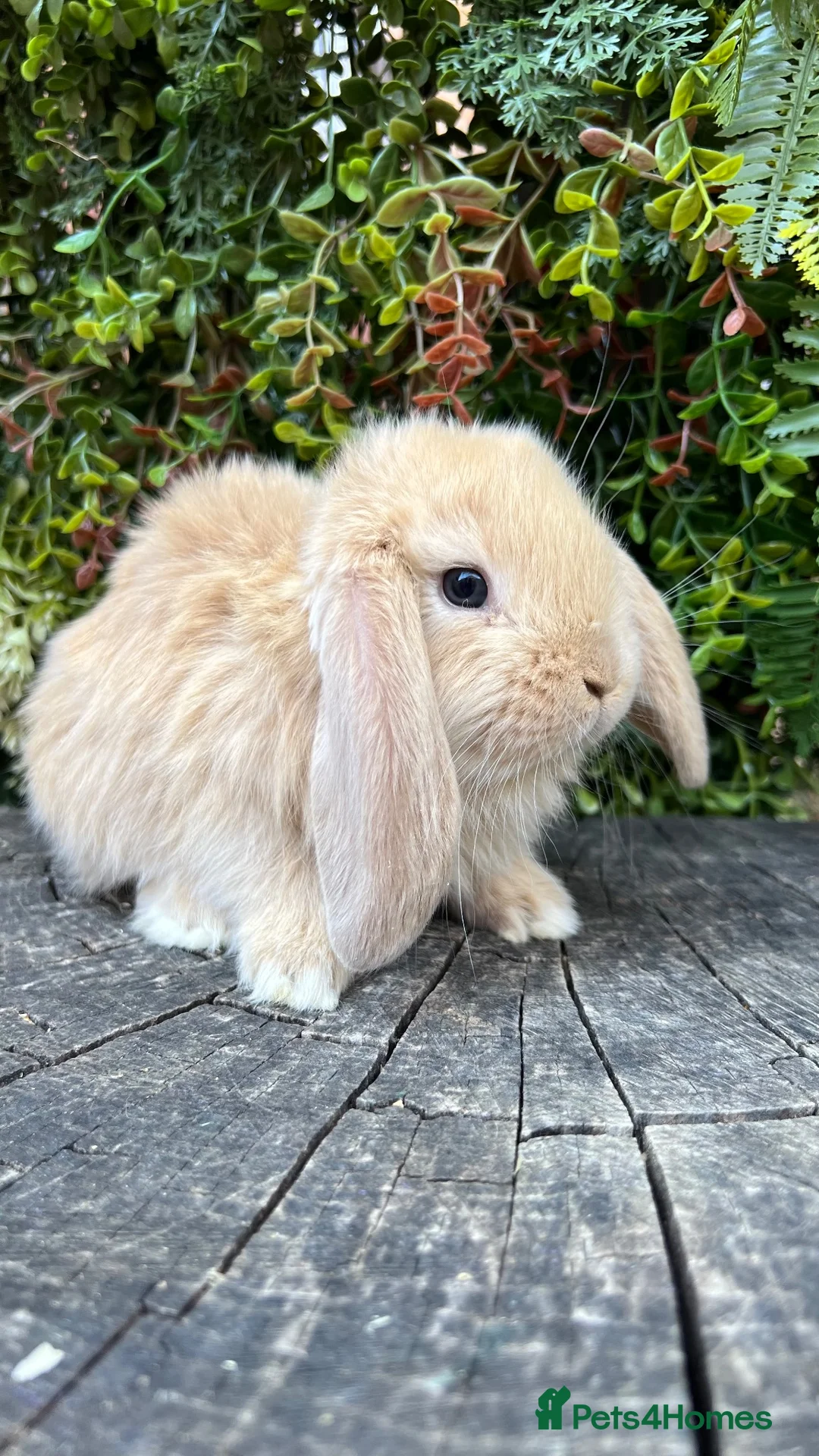 French Lop rabbits for sale: Quality pedigree French Lops - Advert 9
