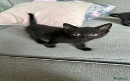 Mixed Breed cats for sale: Beautiful little long haired fluffy black kittens - Image 6