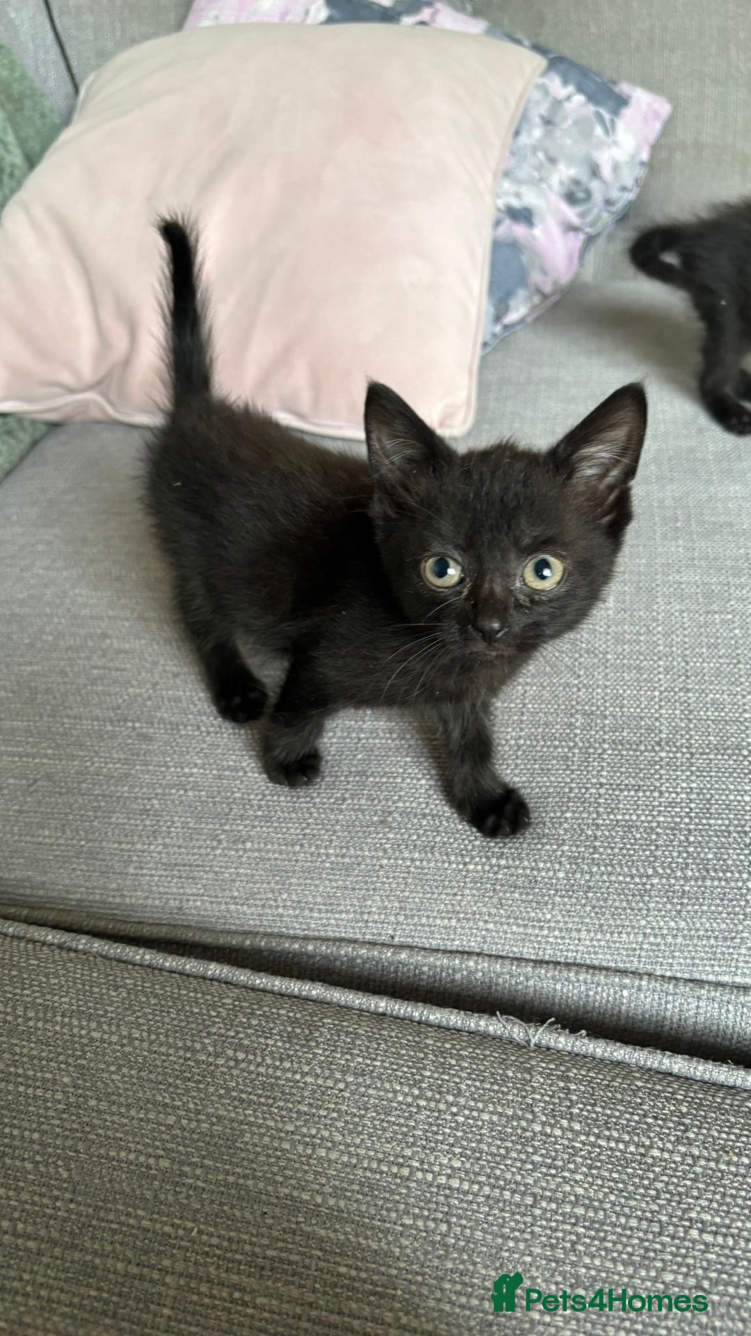 Mixed Breed cats for sale: Beautiful little long haired fluffy black kittens - Image 6
