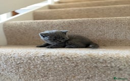 British Shorthair cats for sale: GCCF Bi-colour Blue and white BSH - Image 4