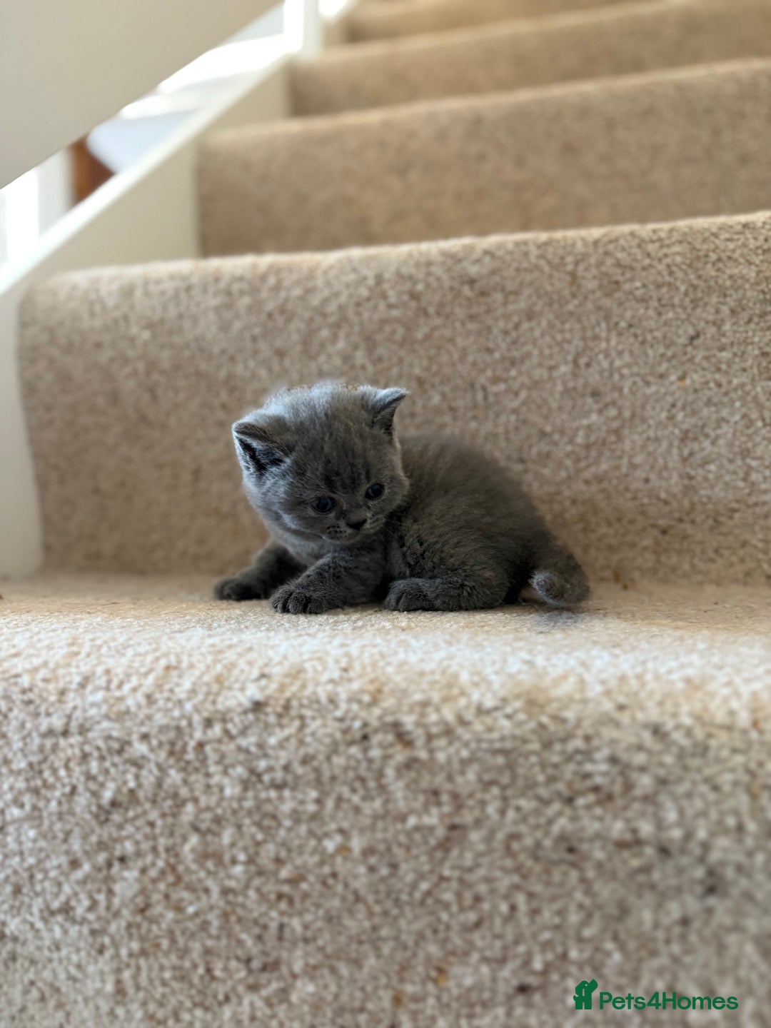 British Shorthair cats for sale: GCCF Bi-colour Blue and white BSH - Image 4