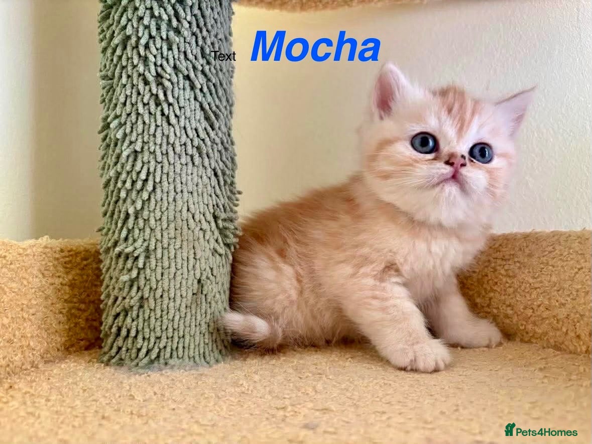Exotic cats Beautiful Persian Exotic Kittens - Advert 2