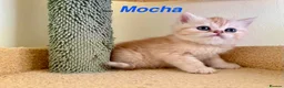 Exotic cats for sale: Beautiful Persian Exotic Kittens - Advert 10