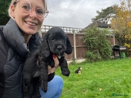 Cocker Spaniel dogs - Advert 6