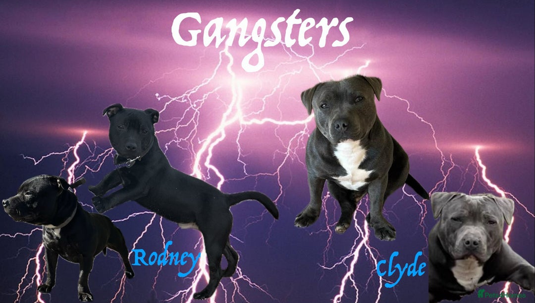 Staffordshire Bull Terrier dogs for stud: Black gorgeous male stud in Chatham - Advert 7